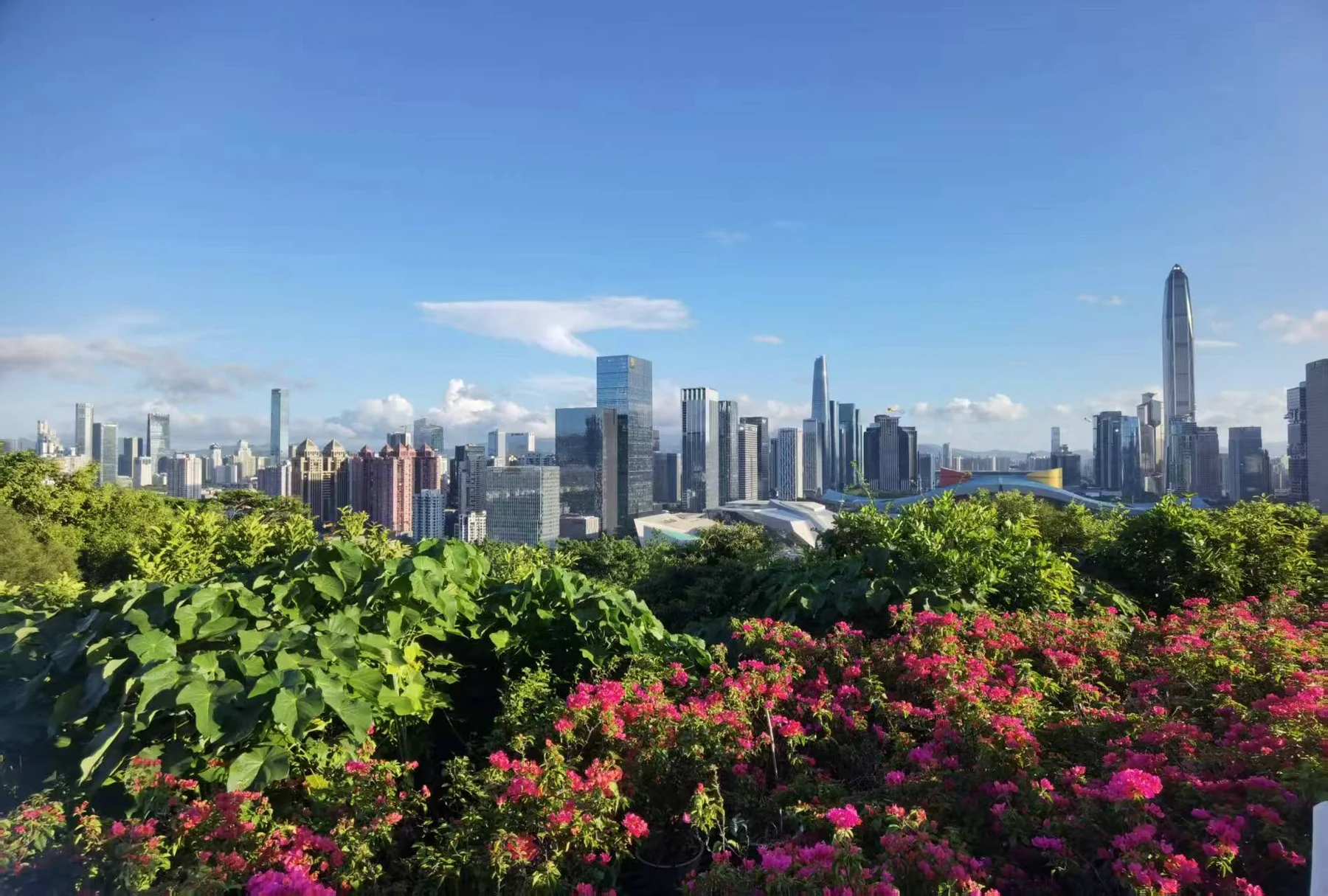 Modern city skyline behind a flowered park